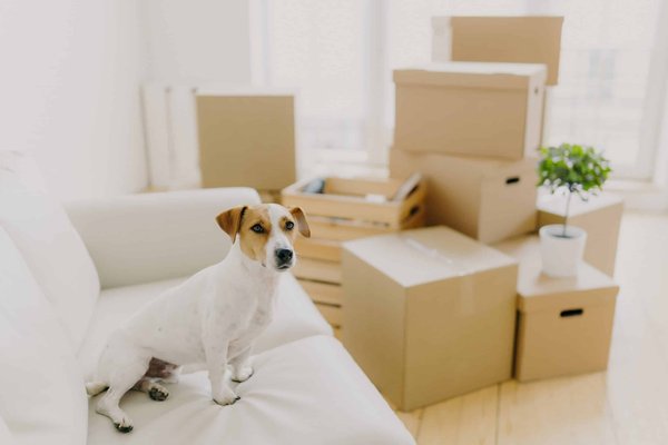 Quels critères de sélection pour une chaise de bureau destinée aux longues heures de programmation?